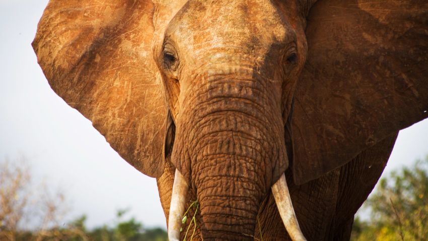 An elephant is pictured in  southern Kenya. Wildlife protection groups say the number of African elephants killed for their tusks is the highest in decades, in part because of increasing posterity and demand for ivory in China.