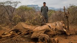 A man looks at the carcass of an elephant killed for its tusks in Kenya.