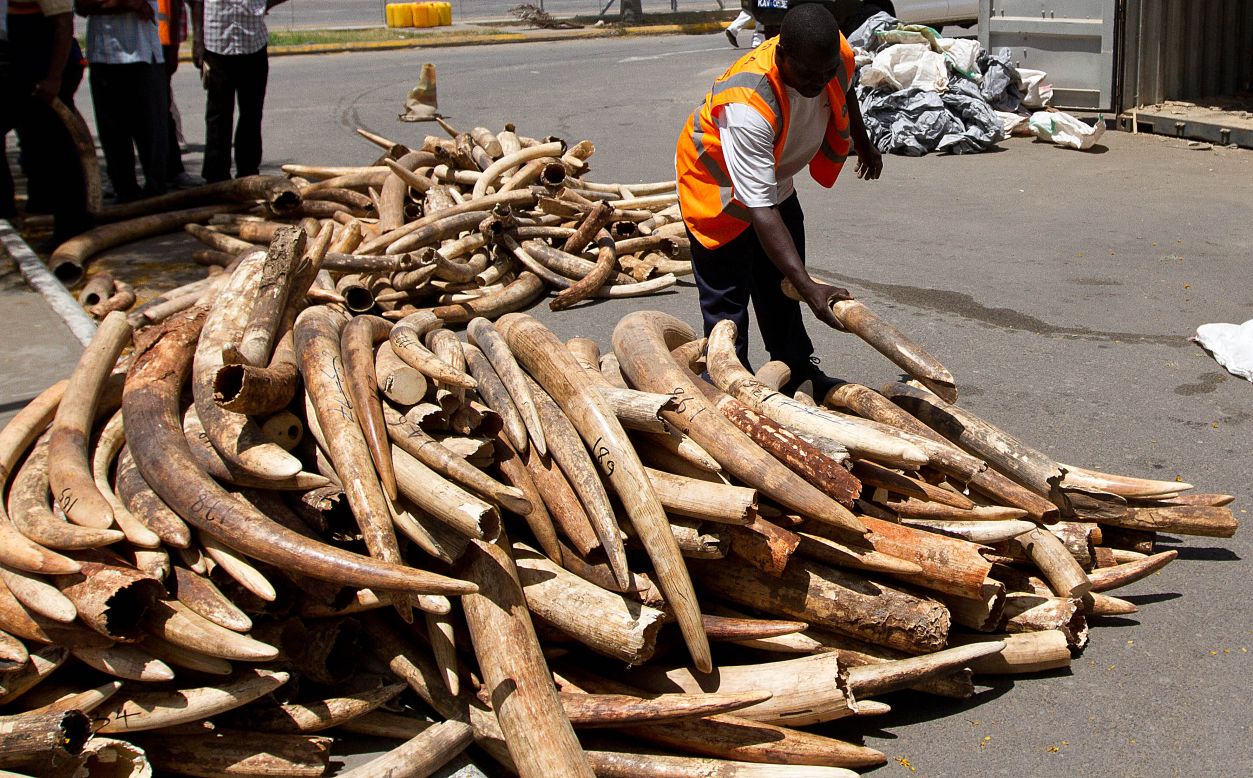 A Kenya Ports Authority employee weighs  ivory tusks seized by officials on January 21, 2013, in Mombasa. The value of the  638 illegal tusks was estimated at $1.5 million.