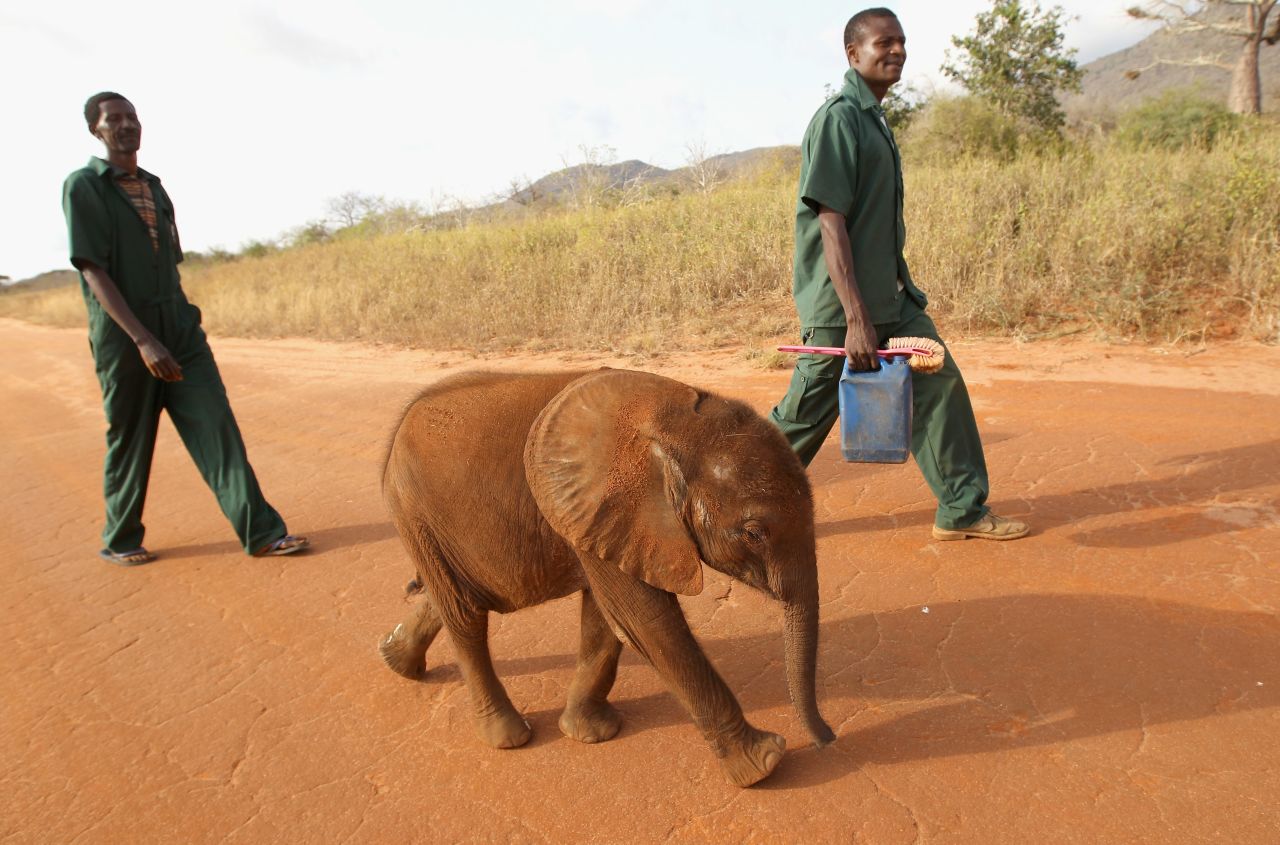 A 5-month-old orphaned elephant called Tembo is taken for a walk by his keepers at Tony Fitzjohn's Mkomazi Rhino Sanctury in Mkomazi, Tanzania.
