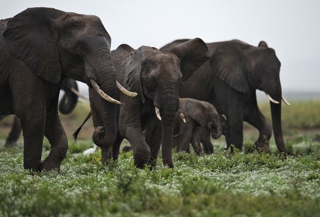 Elephants travel together at the Amboseli Game Reserve, about 200 miles outside Nairobi, Kenya.