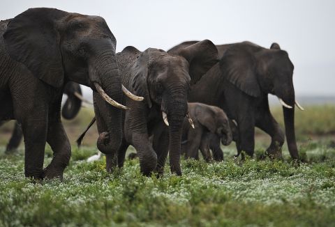Elephants travel together at the Amboseli Game Reserve, about 200 miles outside Nairobi, Kenya. 
