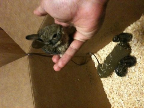 Feedings for the rabbits were scheduled during work breaks and in the middle of the night, Bisnar says.