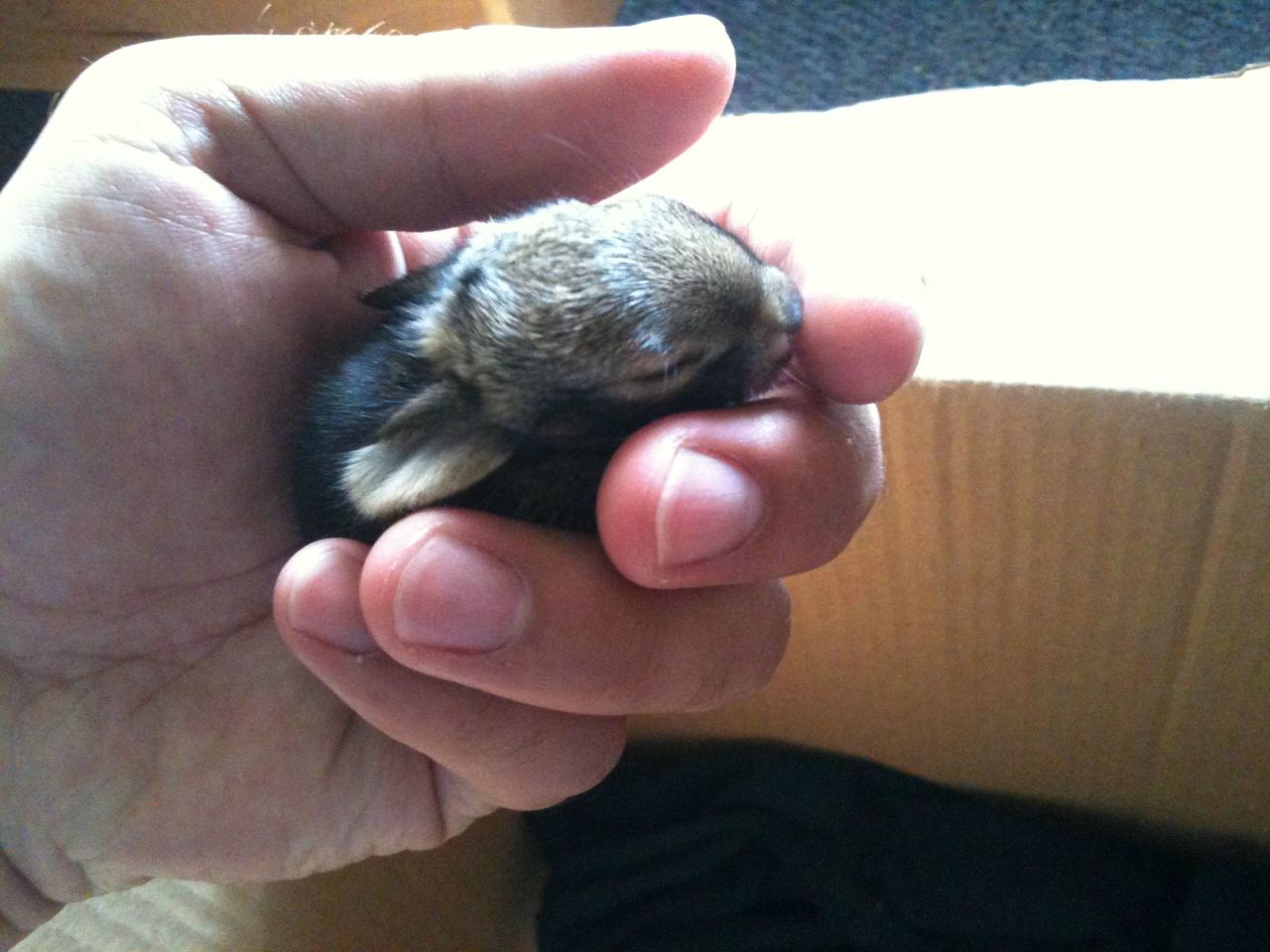 Bisnar says he fed the bunnies a probiotic mix for kittens mixed with warm water until they could eat solid food.