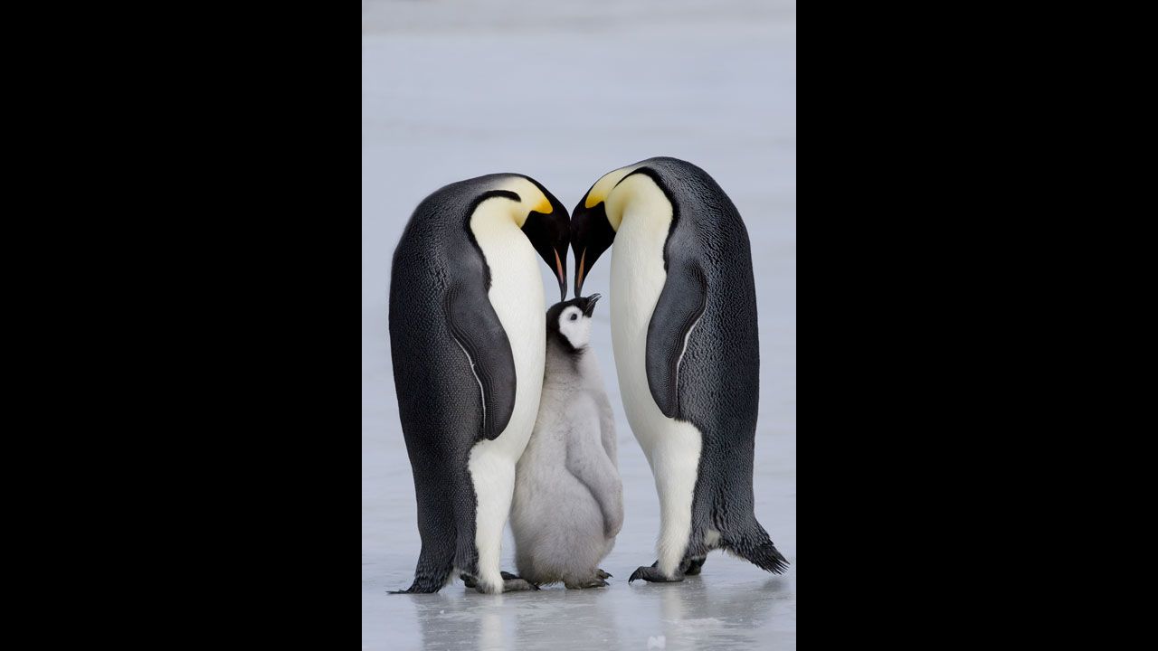 Emperor penguins usually mate for one year before moving on to a new partner.