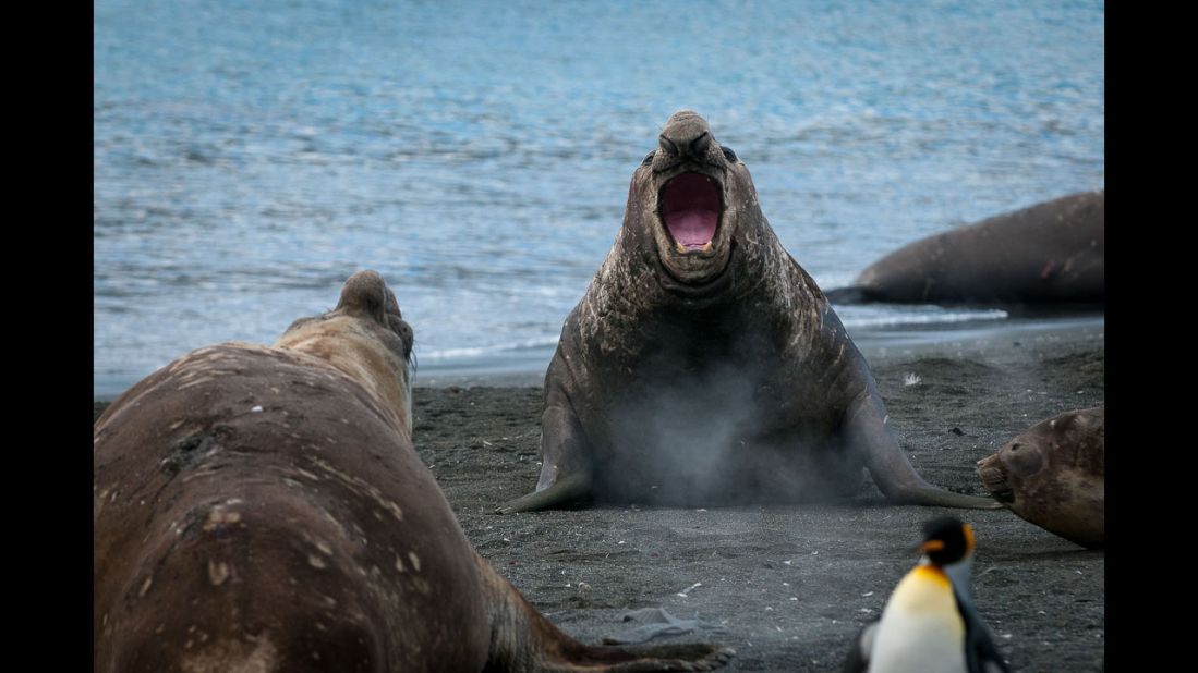 Male elephant seals, or "beach masters," protect harems of more than 100 females from other males thinking of moving into their territories.