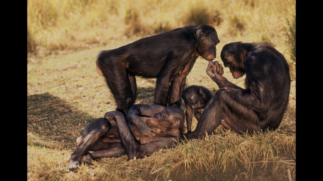 Bonobo monkeys do not conform to a mating system and regularly engage in frequent sex with multiple partners.