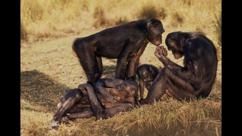 Primates such as chimpanzees and bonobo monkeys, pictured, do not conform to a mating system and regularly engage in frequent sex with multiple partners.