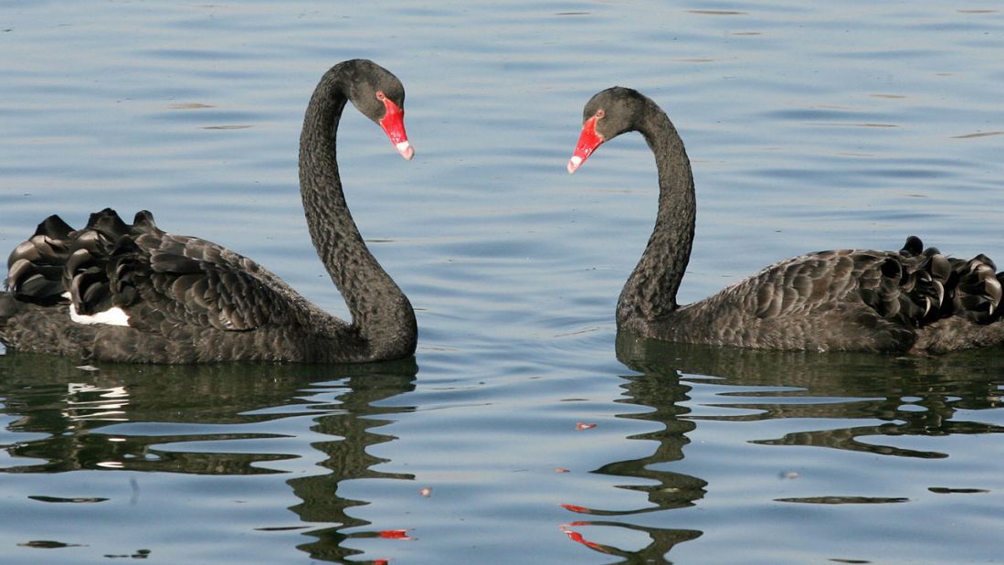 Swans -- symbols of love and fidelity -- are not monogamous. 