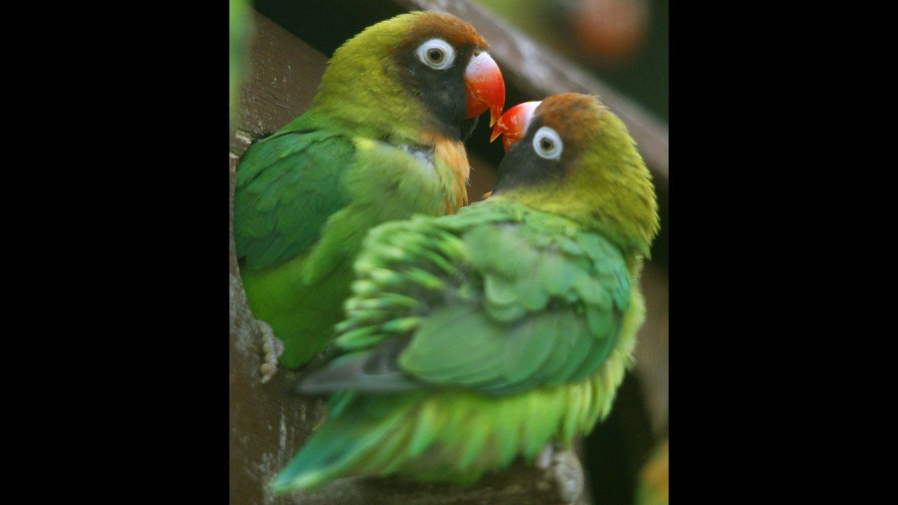Love birds mate and "love" for as long the other mate stays alive. If one dies, the other develops a bond with another individual.