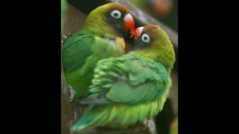 Love birds mate and "love" for as long the other mate stays alive. If one dies, the other develops a bond with another individual.
