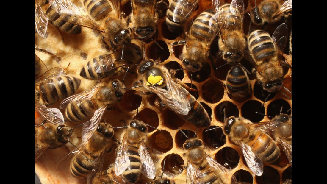 Queen bees mate with a very small number of male bees, drones, to produce many eggs. 