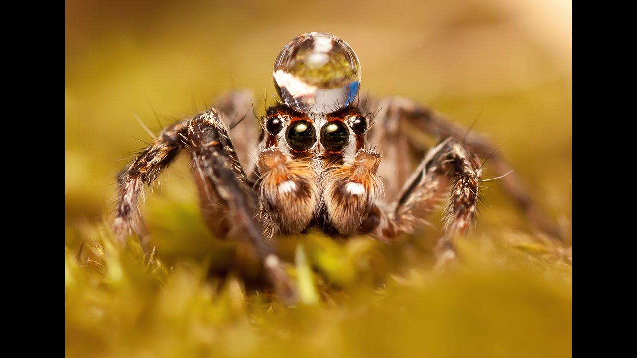 Jumping spiders are known to "dance" for their mates, performing a complex, zigzagging flamenco-like dance to entice the females.  Not only do they make moves, they actually make a rhythmic vibrating song using their body movements.