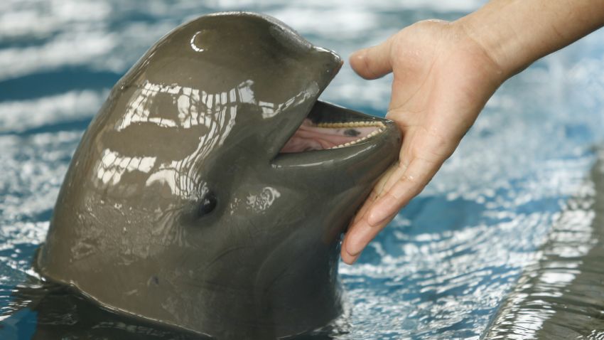 (FILES) Photo taken on November 9, 2006 shows a keeper playing with an endangered finless porpoise in Wuhan Baji Aquarium in China's central Hubei province. Chinese scientists on November 11, 2012 begin a month long survey of the dwindling population of the endangered finless porpoise known as the "river pig" by locals, in the Yangtze River, China's longest waterway at more than 6,000 kilometres (3,700 miles) as the animal edges towards extinction from man-made threats. AFP PHOTO/Peter PARKS.PETER PARKS/AFP/Getty Images