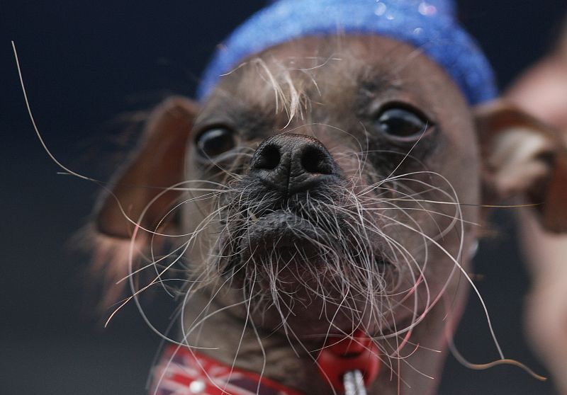 Sam the chinese crested sales dog