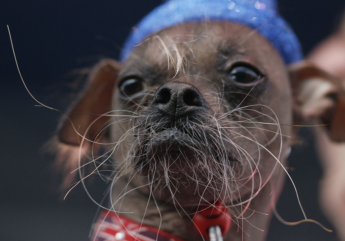 Mugly, un Crestado Chino de Gran Bretaña, ganó el concurso al Perro más feo del mundo en  2012.