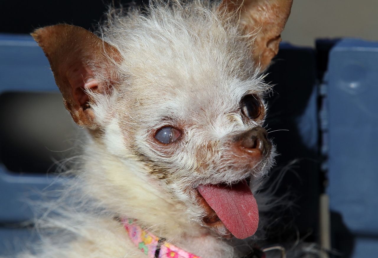 Yoda, a mix of a Chihuahua and a Chinese crested, took the prize as the World's Ugliest Dog in 2011.