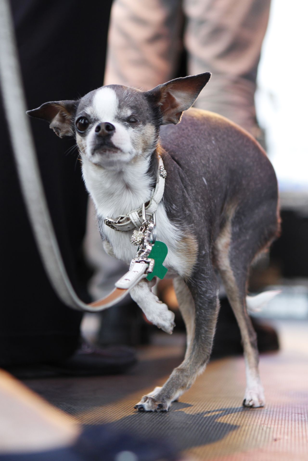 The 2010 winner, a Chihuahua named Princess Abby, wanders around the staging area.