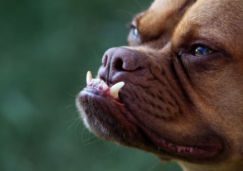 Pabst, a boxer mix, shows off his underbite after winning in 2009.