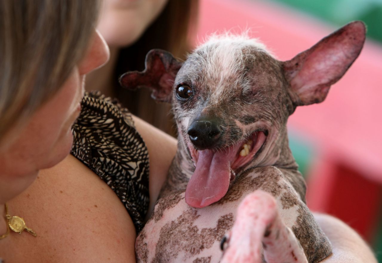 Gus, a one-eyed, three-legged Chinese crested, took the win in 2008.