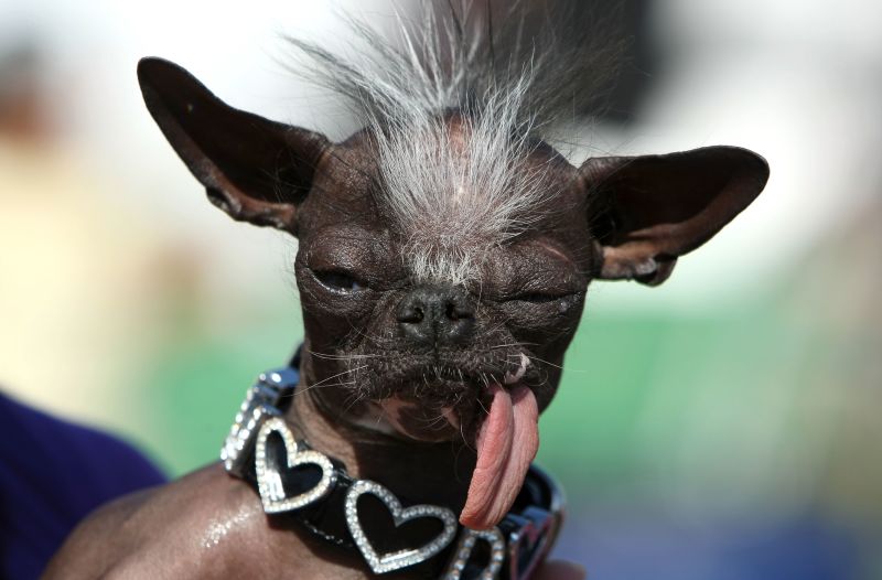 World's 'ugliest' dog dies