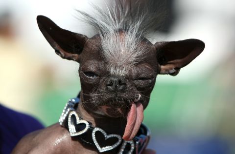 A Chihuahua named <a href="http://www.cnn.com/2013/11/30/us/ugly-dog-dies/index.html">Elwood</a> won in 2007.