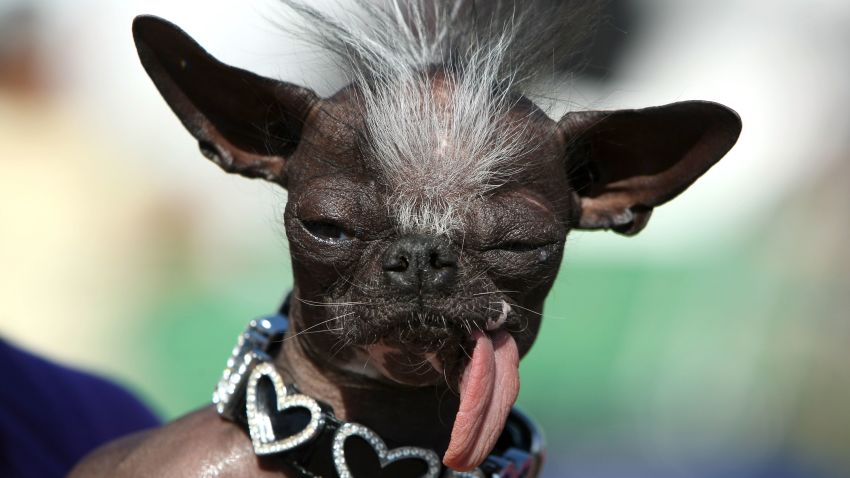 PETALUMA, CA - JUNE 20:  A Chihuahua named Elwood sits with his tongue out before the start of the 20th Annual Ugliest Dog Competition at the Sonoma-Marin Fair June 20, 2008 in Petaluma, California. Owners of ugly dogs travel to Petaluma from all over the country to participate in the annual contest.   (Photo by Justin Sullivan/Getty Images)