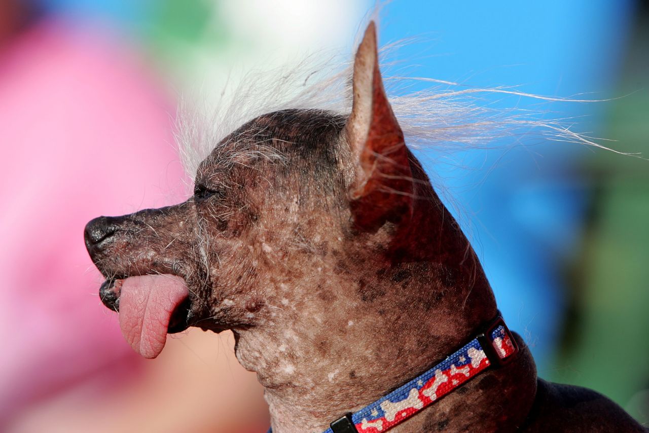 A Chinese crested named Archie was champion of the 2006 competition.