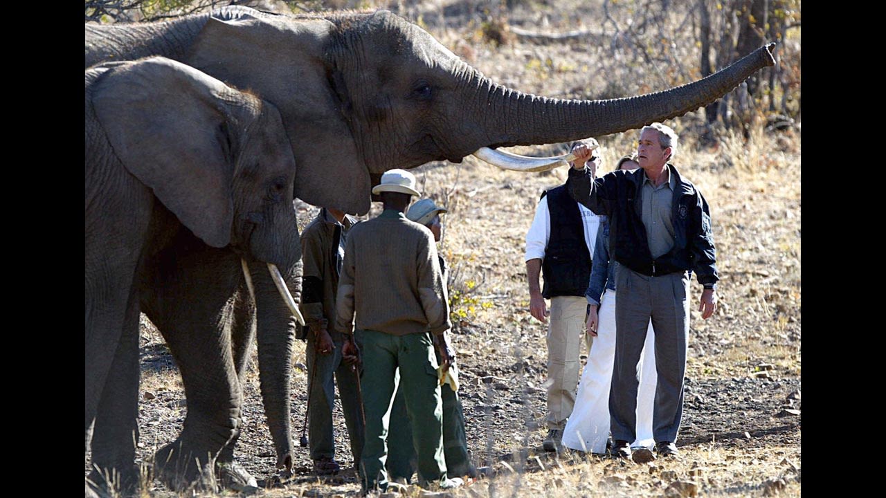 President Bush holds the tusk of an elephant while touring the Mokolodi Nature Reserve in Gaborone, Botswana, on July 10, 2003.