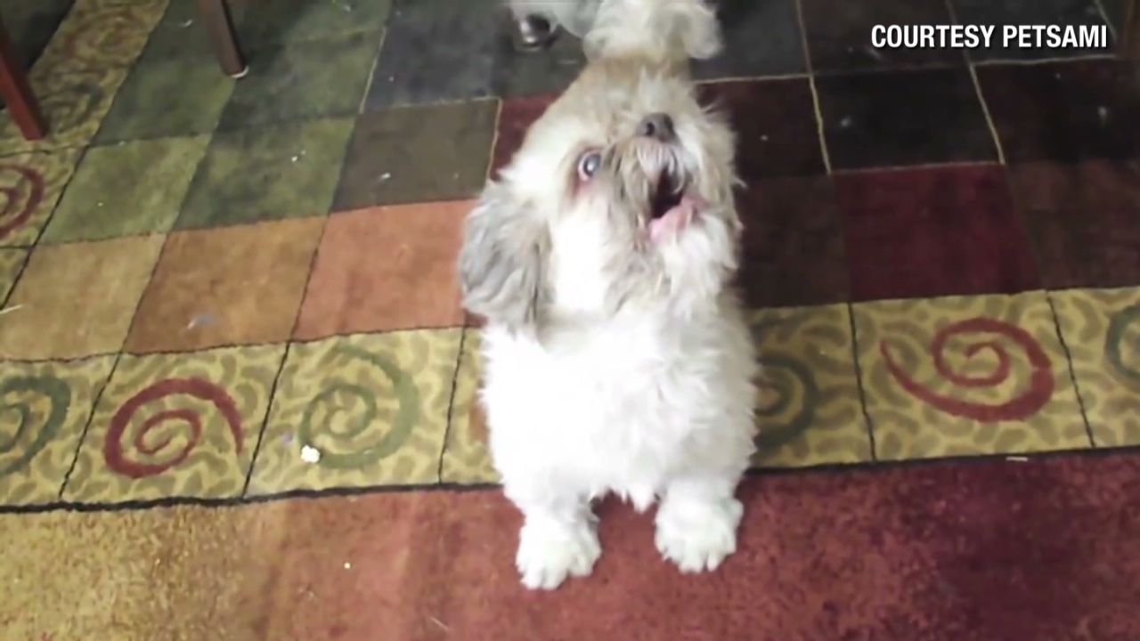 Distraction: Dog yells at owners