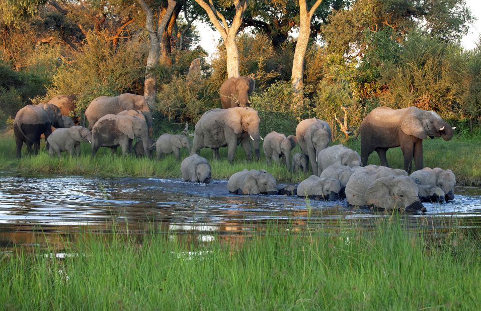 Far from major cities, Namibia's Caprivi Panhandle is a lush, scarcely populated region of swamps, floodplains and woodlands. The 450 animal species found here include herds of elephants that have doubled their population over the past decade, to an estimated 16,000. The region is bordered by communal conservancies.