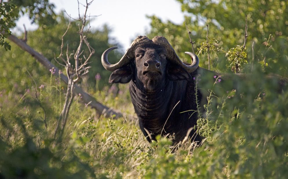 Weighing up to a ton, buffalo in Namibia were once relentlessly hunted for meat. Now, the species has excellent prospects in the Caprivi and other parts of Namibia due to ambitious conservation programs.