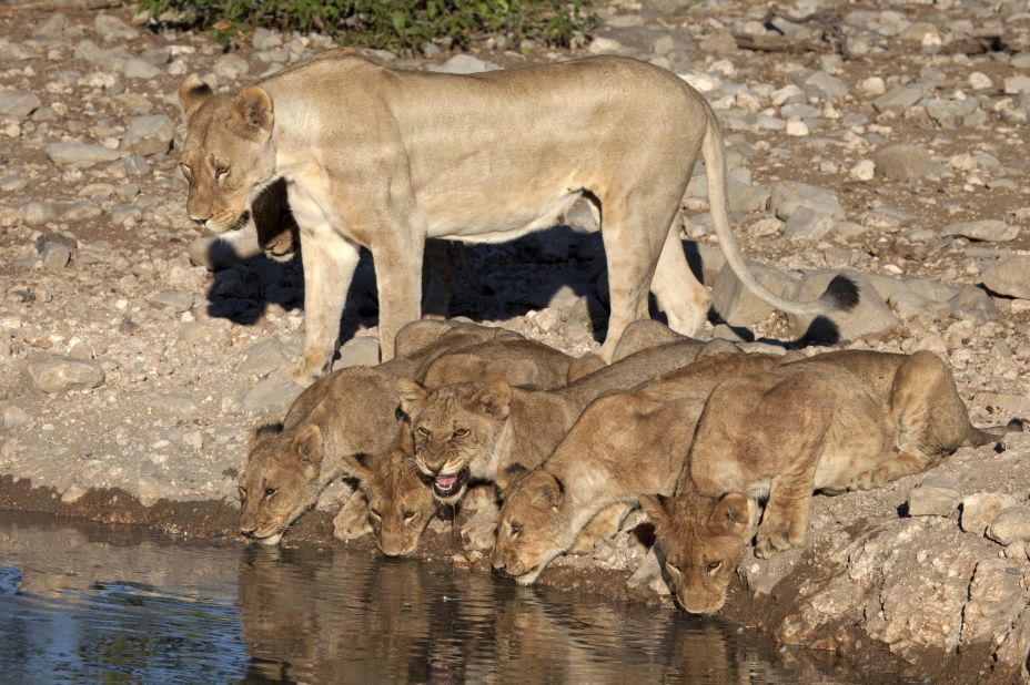 Thanks to a dramatic decrease in poaching, Namibia is the only African country with an expanding, free-roaming lion population. In the endless arid mineral depression of Etosha (meaning "Place of Dry Water"), the cats spend 20 hours a day sleeping in the searing heat. Come evenings, the prides awake to cooler temperatures and rendezvous at waterholes to stalk zebra and antelope.