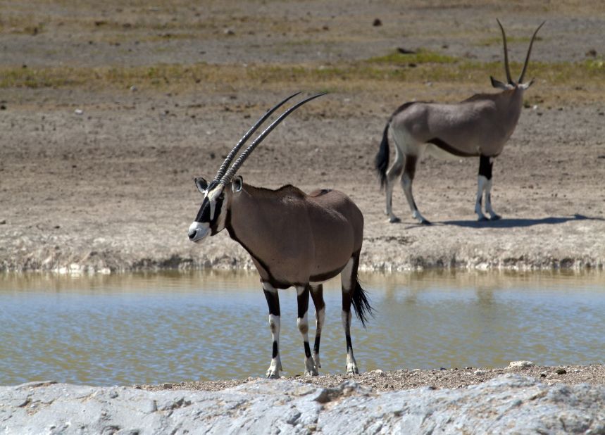 From space, the Etosha Pan dominates all other features in southern Africa. Waterholes are the prime wildlife watching zones in this vast, dry area. Here you might see the Namibian oryx, a regal African antelope whose males have been known to gore attacking lions with sharp horns that grow to more than 70 centimeters.