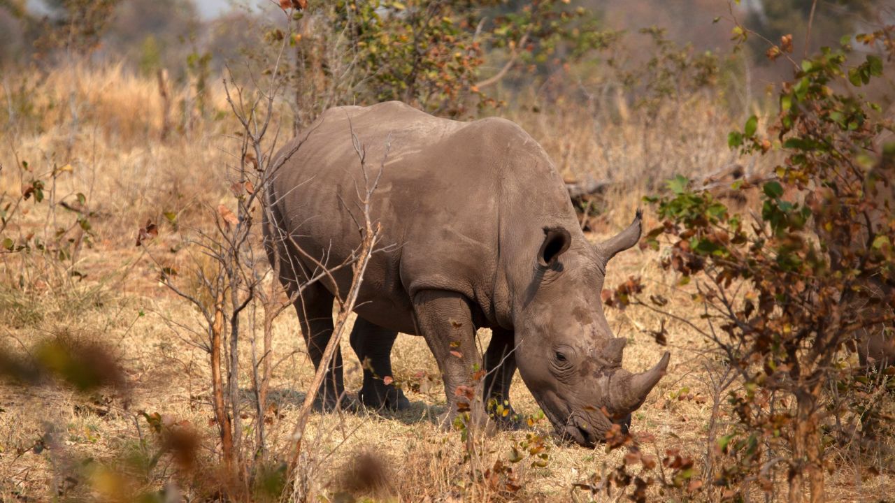 Clinging to a precarious existence in the rest of Africa because of the huge black market sums paid for their horn, rhinos have become star attractions in Namibia, where poaching carries a social stigma. The private Ongava Reserve, in the Etosha National Park, provides the rare opportunity to see both black and white (pictured) rhinos.