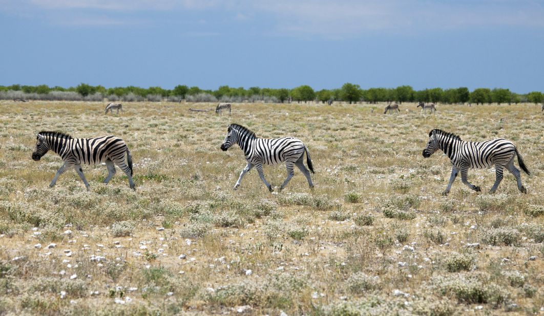 Zebra are scattered in large number throughout Etosha and close encounters are practically assured. You can easily drive through the park: cars won't put the animals off. But you have to leave at sunset, or risk spending the night in your vehicle surrounded by sharp-toothed prowlers.