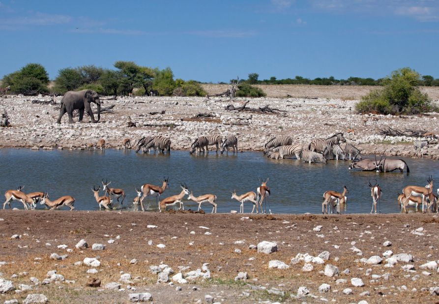 In Etosha, perennial waterholes such as Okaukuejo provide a lifeline for wildlife. From an adjoining rest camp, you can watch elephant, zebra, kudu and springbok taking water. Lions often visit, scattering other species; at night, when the waterhole is illuminated, black rhino are regular visitors.