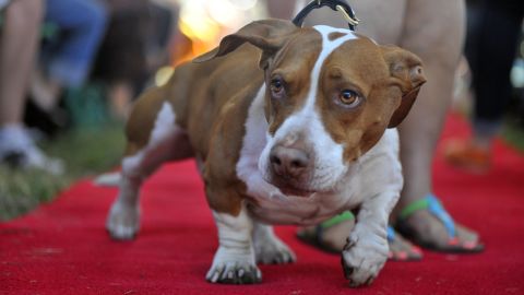 Walle, who is part beagle, part boxer and part basset hound, was crowned the World's Ugliest Dog in 2013. Winners receive a cash prize and trophy at the annual event, which is held in Petaluma, California. Click through to see past winners.