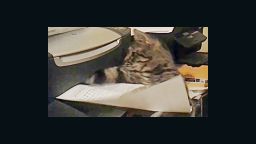Distraction: Cat vs. printing paper