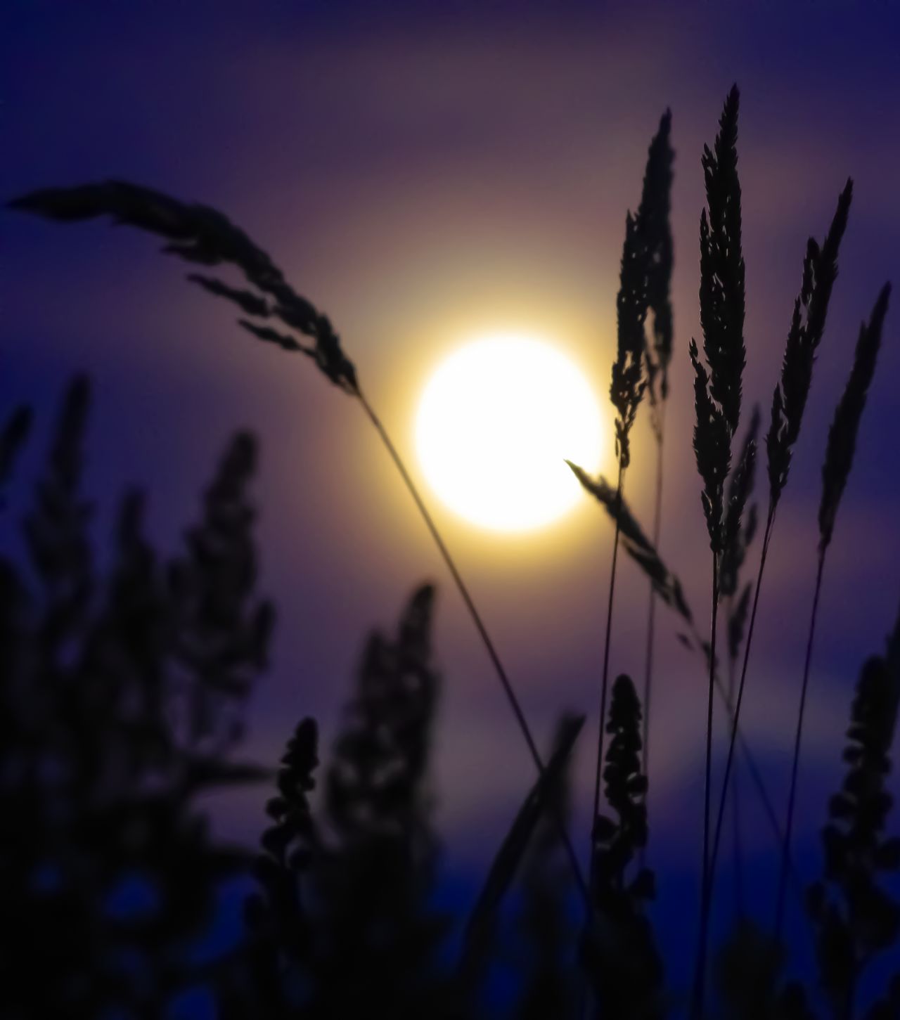 <a href="http://ireport.cnn.com/docs/DOC-993827">Daniel Mueller</a> shot this image of the supermoon in Portland, Oregon, as it peeked through the grass stalks. Also an amateur astronomer, Mueller says, "I find that photography and astronomy are both contemplative and humbling pursuits."