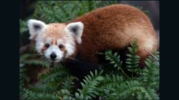 The National Zoo posted this photo of its missing red panda, Rusty, to Twitter and Facebook on Monday. 