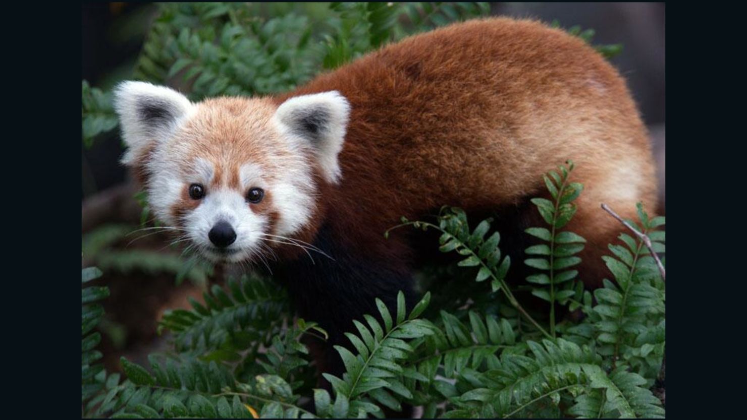 Nobody but Rusty, the red panda, knows how he escaped from Washington's National Zoo.