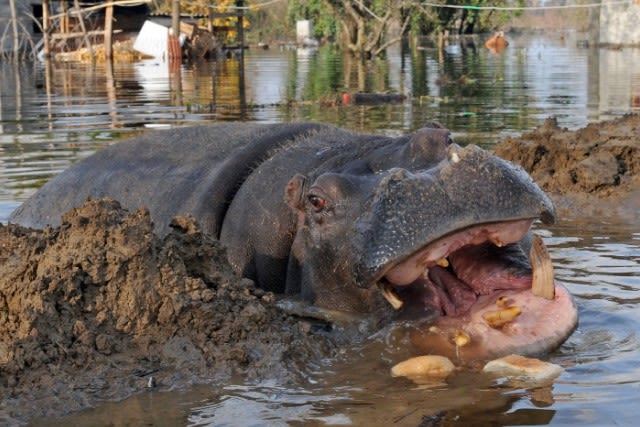 10 weirdest zoo animal escapes | CNN