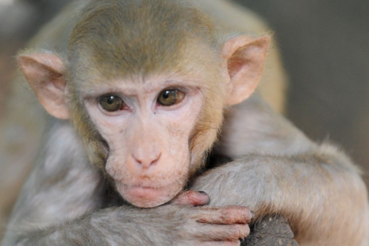 10 weirdest zoo animal escapes | CNN