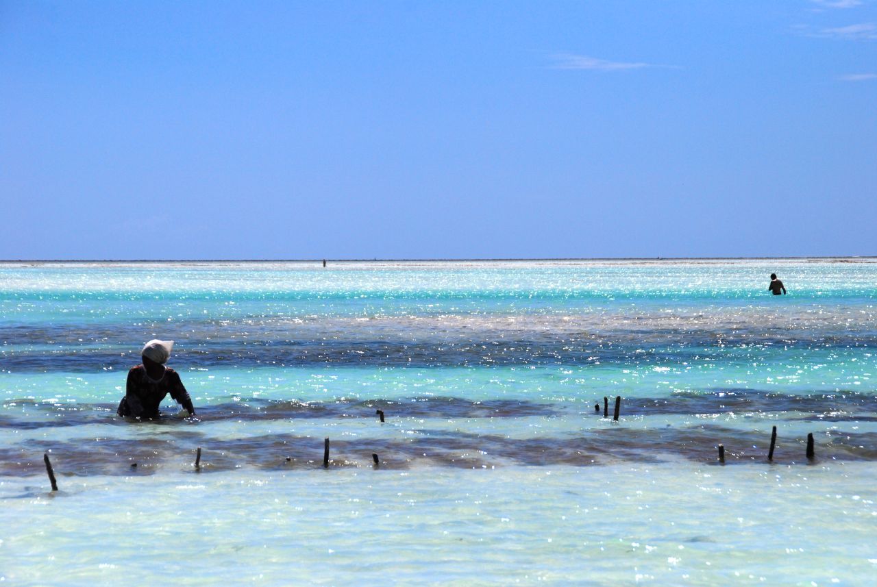 Seaweed is farmed and harvested off the southern and eastern coasts of Zanzibar. It's sold to a local factory just outside Stone Town where it's used to make soaps, creams and treatment scrubs.