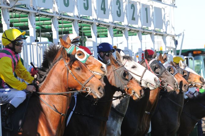Horse racing is one of the few sports in the world where men and women compete against each other. But it's not just the jockeys facing off. When it comes to thoroughbreds, which is the fairer sex? 