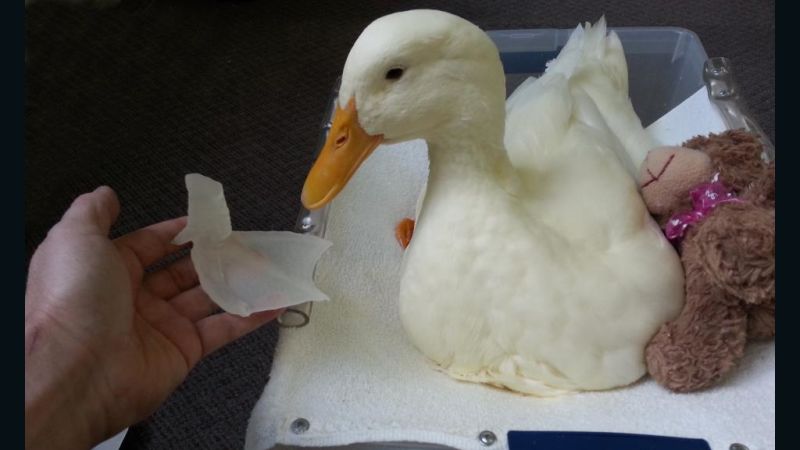 NextImg:Buttercup the duck gets a 3-D printed foot | CNN Business