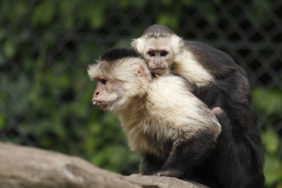 Mally is to start life with his new family of six other capuchin monkeys, three males and three females. 