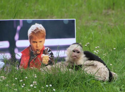 Justin Bieber's capuchin monkey -- confiscated by German officials -- is out of quarantine and about to join a new "family" at Serengeti Park in Hodenhagen, near Hanover in northern Germany.