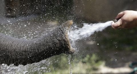 An elephant at Utah's Hogle Zoo in Salt Lake City get some relief from the heat on June 28.